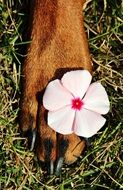 bright pink flower in dog paw