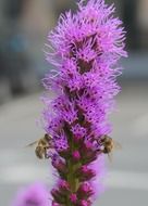 bees on a purple flower