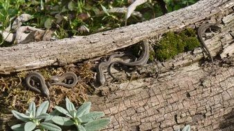 brown Fence lizards on the wood