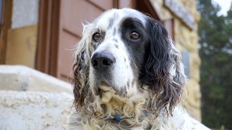 Portrait of friendly black and white doggy