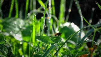 insect in green wet grass