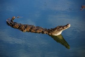 wild Crocodile in a river