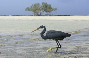 Black Heron Egypt Bird
