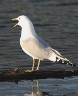 seagull on a log in water