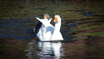 geese swim in the water on a sunny day