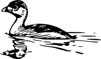 Black and white drawing of the duck in the water