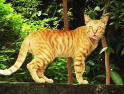 red striped cat on a fence