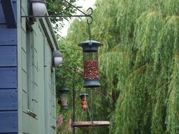 Feeder for the birds
