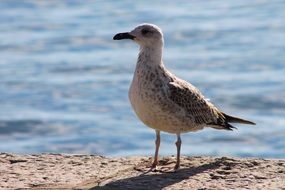 seagull near the water in the sun