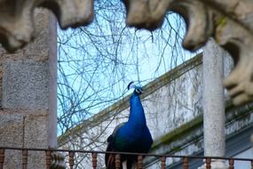 peacock on blue sky background