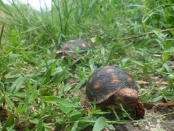 Beautiful and cute turtles in the grass