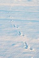 rabbit tracks in the snow