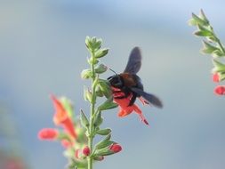 Bee on red flower
