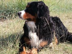 resting bernese mountain dog