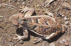 horned toad on the ground
