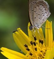 a large photo of a butterfly on a flower