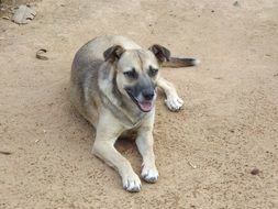resting mongrel
