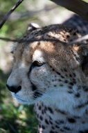 portrait of a cheetah in wildlife