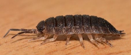 bug with twelve legs