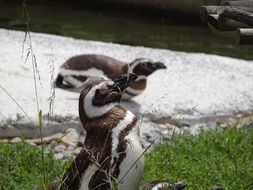 cute black and white penguin at the zoo