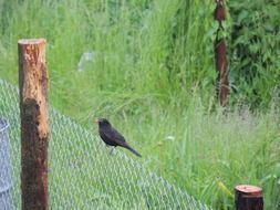 black bird on a wire fence among nature