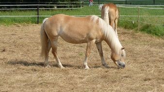 beautiful Haflinger Horse