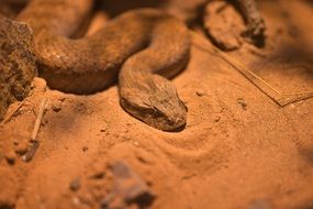attractive Acanthophis Snake