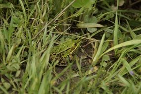 camouflaged tree frog in the green grass