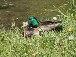 handsome Duck Mallory