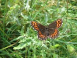 butterfly on a green plant in the garden in summer