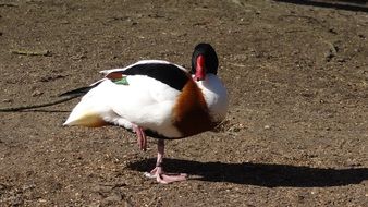 standing on one leg wild duck