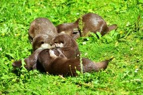 sweet young otters