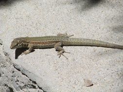 long lizard on the asphalt