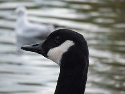 Goose Head Beak Feathers Water