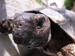 picture of a tortoise head