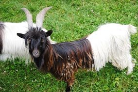 horned goat with long wool on a green meadow