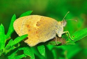 moth on bright green foliage close-up