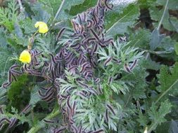 Caterpillar Foliage