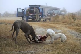 Dogs on the hunting