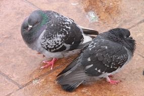 pigeons on the square in cold weather close-up