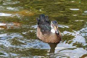 mallard floating in the water