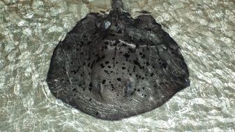 Animal Rays