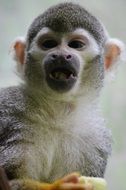 portrait of a capuchin monkey