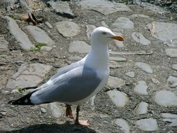 standing graceful seagull