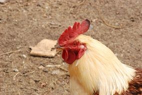 rooster with bright plumage close up