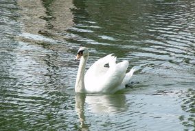 floating elegant white swan on the water
