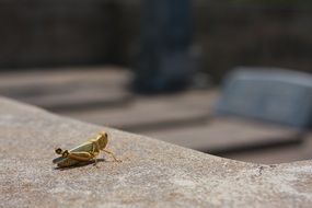 grasshopper on the stone surface