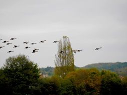 flock of Geese in sky at fall