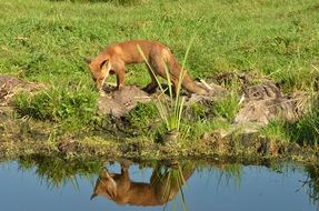 foraging fox in Netherlands
