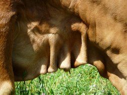 skin of cattle close-up